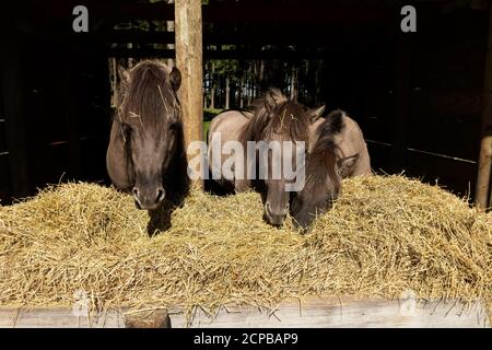 The descendants of the wild horse tarpan, (Equus ferus ferus), also known as Eurasian wild horse. Reintroduction of tarpans. Stock Photo