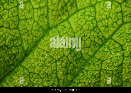 A close up macro image of a leaf with water droplets on it Stock Photo