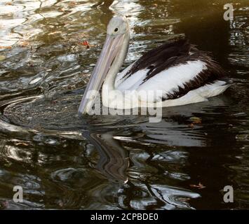 Australian Pelican, Pelecanus conspicillatus drifting across and reflected in the calm dark water of a lake in an urban park Stock Photo