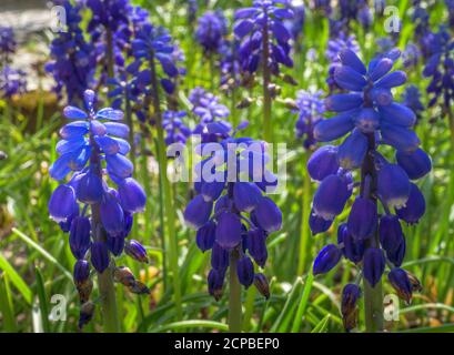 Small grape hyacinth (Muscari botryoides), Bavaria, Germany, Europe Stock Photo