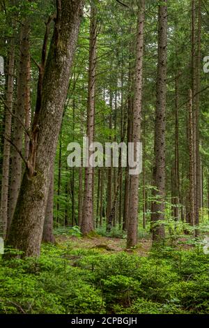 Mixed forest with spruce (Picea abies) and beech (Fagus sylvatica) in the backlight, Upper Bavaria, Germany, Europe