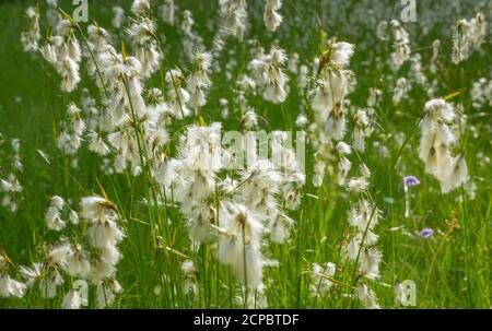Cottongrass (Eriophorum), Bavaria, Germany, Europe Stock Photo