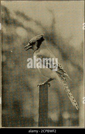 Holes in wood. Woodpeckers destroy trees in Berdsk. Birds gouge mostly ...