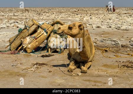 Traditional mining of salt at the Assale salt lake. Dromedaries are waiting to be loaded with salt plates for transportation to the market, at Hamadel Stock Photo