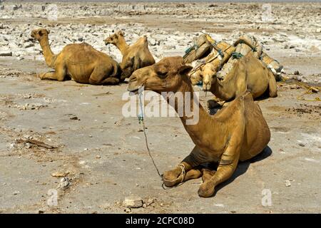 Traditional mining of salt at the Assale salt lake. Dromedaries are waiting to be loaded with salt plates for transportation to the market, at Hamadel Stock Photo