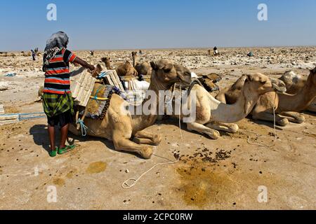 Traditional mining of salt at the Assale salt lake. Afar Shepherd loads a dromedary with salt plates with an individual weight of up to 7 kg, at Stock Photo