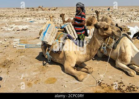 Traditional mining of salt at the Assale salt lake. Afar Shepherd loads a dromedary with salt plates with an individual weight of up to 7 kg, at Stock Photo