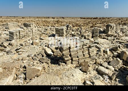 Hewn salt plates are ready for loading on dromedaries, traditional mining of salt at the Assale salt lake near Hamadela, Danakil Depression, Afar Stock Photo