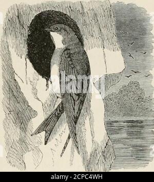 . A popular handbook of the ornithology of eastern North America . w feet of the wax-myrtles they disperse and settle at leisure; but their twitteringand the motions of their wings are heard throughout the night.At dawn they rise, at first flying low over the waters whichthey almost touch, and then rising gradually separate in questof food. During their low flight numbers of them are oftenkilled by canoe-men with the mere aid of their paddles(Aububon). This predilection for the borders of lakes andponds led some of the ancient writers to believe that Swallowsretired to the bottom of the water Stock Photo