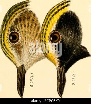 . A handbook of British birds, showing the distribution of the resident and migratory species in the British islands, with an index to the records of the rarer visitants . I. Stock Photo