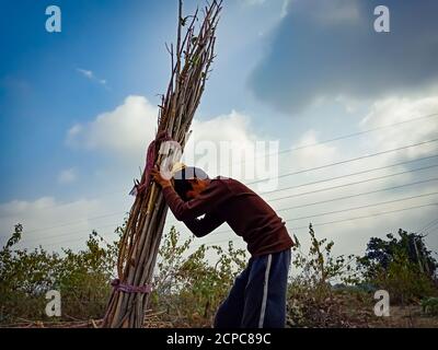 DISTRICT KATNI, INDIA - JANUARY 01, 2020: An indian village child labour picking wooden fire sticks on head for transportation in the forest area at b Stock Photo