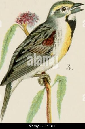 . A popular handbook of the ornithology of eastern North America . *■ A. Stock Photo