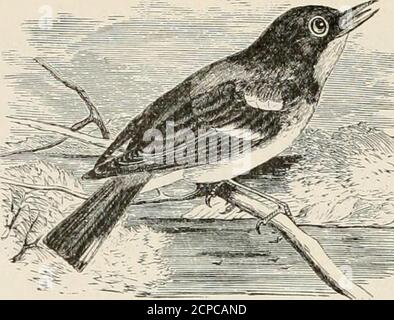 . A popular handbook of the ornithology of eastern North America . n added, and the young brood, I believe, reared withoutany accident. The nest was scarcely distinguishable from that of the Sum-mer Yellow Bird, and quite different from the nests describedby Wilson and Audubon. My opportunity for examination,so long continued, seemed to preclude the possibility of errorin the investigation; neither can I compare the slender noteof this species to any whirriiu::; sound, which would morenearly approach to the song of the Pine arbler. The PrairieWarbler visits Cambridge about the first or secon Stock Photo