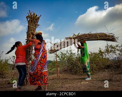 DISTRICT KATNI, INDIA - JANUARY 01, 2020: Group of asian village female labours picking wooden fire sticks for transportation on forest area at blue s Stock Photo