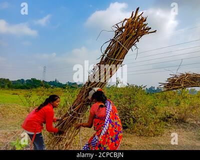 DISTRICT KATNI, INDIA - JANUARY 01, 2020: Two indian village female workers picking wooden fire sticks for manual transportation on forest area at blu Stock Photo