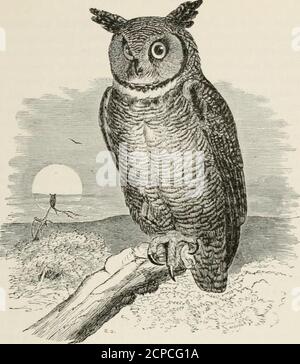 . A popular handbook of the ornithology of eastern North America . uring the heat of summer. Nuttall, following Wilson and Audubon, treated the gray andred phases of this bird as two distinct species, and wrote separatebiographies, which I insert in full. Some ornithologists have sup-posed that the gray specimens were the young birds; but it hasbeen proved beyond question that the two phases are simply indi-vidual variations of the same species. Gray and red birds havebeen found in one nest, with both parents gray, or both red, or withone of each color. The Screech Owl is a resident of souther Stock Photo