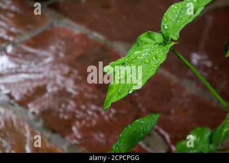 Shiny rain water drops on a leaf with blur background Stock Photo