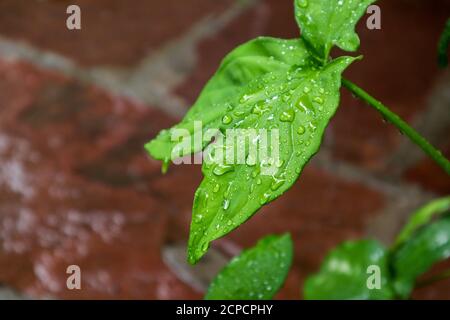 Shinning rain water drops on a leaf with blur background Stock Photo