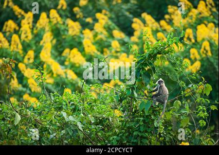 A Phayre’s leaf monkey sits on the canopy of wild tree, blooming Siamese cassia flowers in the background. Phu Khieo Wildlife Sanctuary, Thailand. Stock Photo