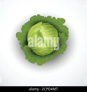 fresh green cabbage isolated white background. vector illustration Stock Vector