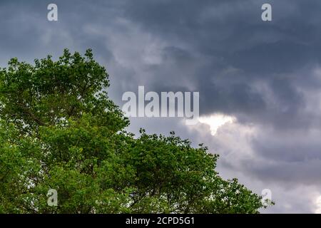 Dark stormy sky blocking sun with foreground tree in dull weather. Stock Photo
