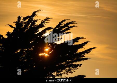 Silhouette of trees with the setting sun hiding behind them. Stock Photo