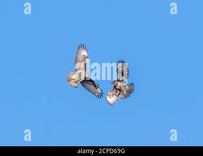 Pair of Buzzard birds (Buteo buteo), birds of prey, in flight, play fighting. Buzzards flying against blue sky in West Sussex, England, UK. Stock Photo