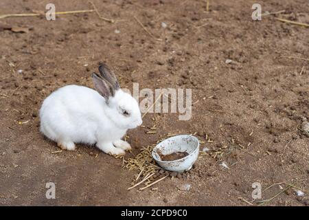 Little rabbits cute various in the farm. Space for text Stock Photo