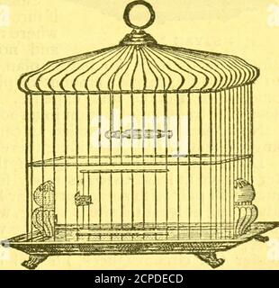 . The Bird food company's book of cage birds: . ^, otherwise fretfulness isencouraged, which it is well to avoid. A wire partitionwill do for a day or so when they are first separated, so. STYLE NO. 2. 22 BIRD FOOD COMPANYS BOOK OF CAGE BIRDS. Stock Photo