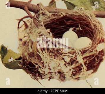. Birds and nature . FROM COL. GERARD A. ABBOTT 645 NEST OF THE RED-EYED VIREO. (Vireo olivaceus).About Life-size. COPYRIGHT 1904, BY A. W. MUMFORD, CHICAGO I THE AUNT JANE STORIES. IV. BIRDS* NESTS, The prettiest thing in all the worldis the building of the nest, sang Edith,as she joined the children already gath-ered about Aunt Jane. Suppose youtell us something about nest building? The study of bird architecture hasthis advantage, that, while it is one ofthe most delightful of summer occupa-tions, it may also be carried on in thewinter. The fall of the leaves revealsmany a hitherto hidden n Stock Photo