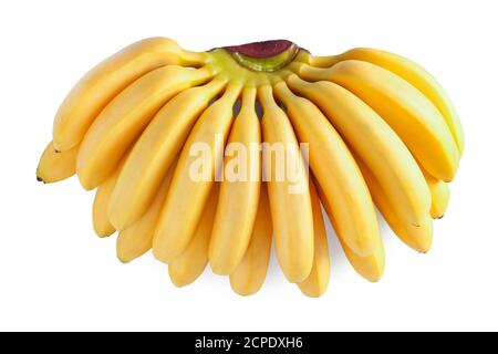 Bunch of ripe mini bananas isolated on white background Stock Photo