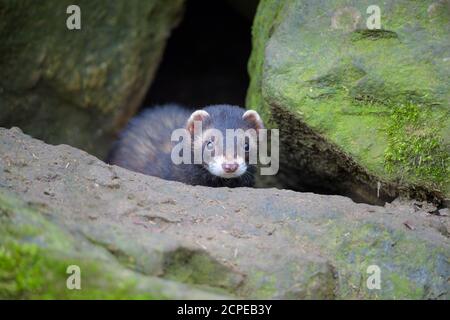 European Ferret, Polecat, Mustela putorius Stock Photo