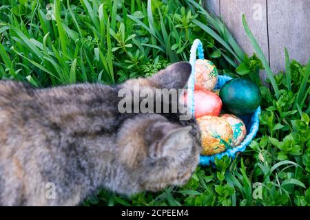 curiously gray cat sniffs the blue basket with Easter eggs standing on the green grass near the stump Stock Photo