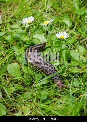 Tiger snail snails (Limax maximus) in the grass between daisies Stock Photo