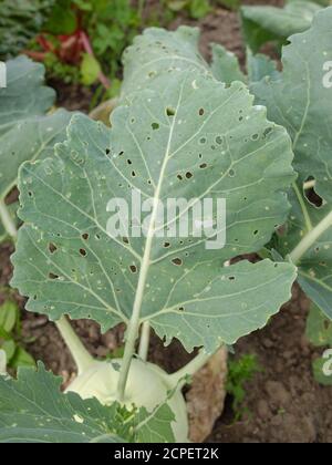 Damage from eating by the caterpillars of the small cabbage white butterfly (Pieris rapae) on kohlrabi leaves Stock Photo
