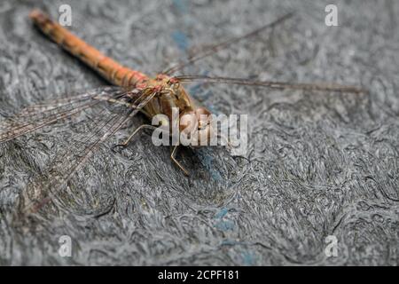 Close up photo of a common darter dragonfly (Sympetrum striolatum) resting on a bench at Wicken Fen, Cambridgeshire Stock Photo
