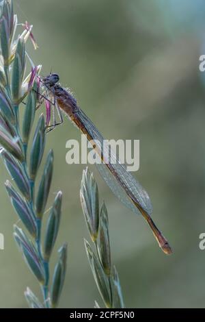 Portrait of a damselfly sitting on a plant Stock Photo - Alamy