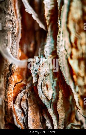close up image of pine tree Stock Photo