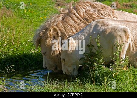 White Lion, panthera leo krugensis, Male and Female at Water Hole Stock Photo