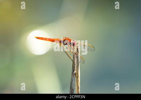 Dragonflies (Odonata), fire dragonfly (Crocothemis erythraea)