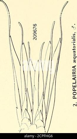 . The birds of North and middle America: a descriptive catalogue of the higher groups, genera, species, and subspecies of birds known to occur in North America, from the Arctic lands to the Isthmus of Panama, the West Indies and other islands of the Caribbean sea, and the Galapagos Archipelago . Stock Photo