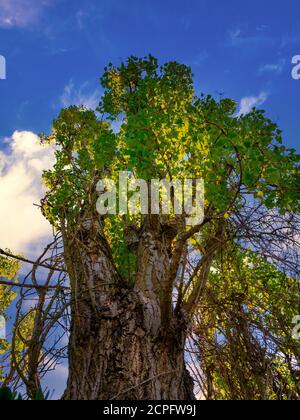 Black Poplar(Populus - Italica) tall tree surrounded by greenery against a blue sky with clouds - low angle view Stock Photo