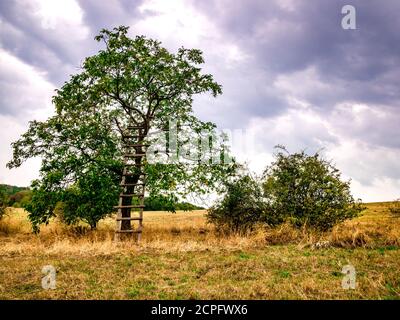 Walnut tree (Juglans regia) with a wooden ladder on the edge of half-dry meadow, under cloudy sky Stock Photo
