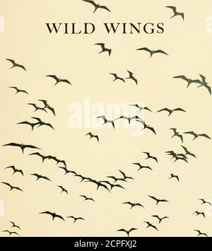 . Wild wings; adventures of a camera-hunter among the larger wild birds of North America on sea and land . ^wildwingsadventu00job. 9 Stock Photo