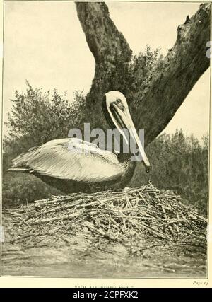 . Wild wings; adventures of a camera-hunter among the larger wild birds of North America on sea and land . I M ALL READY NOW WILD WINGS auijcnturc^s of a Camera#untcr among tl)t largerWil^ l3irD)S of iSortl) lamerica on ^ca auD LanD Stock Photo