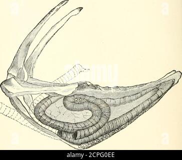 . Handbook of field and general ornithology; a manual of the structure ...