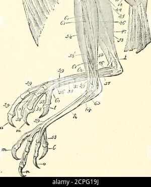 . Handbook of field and general ornithology; a manual of the structure ...