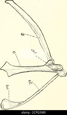 . Handbook of field and general ornithology; a manual of the structure ...