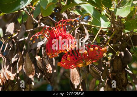 Sydney Australia, red flowers of a stenocarpus sinuatus or firewheel tree  native to Queensland and New Guinea Stock Photo