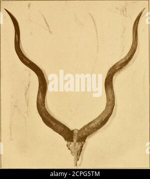 . Records of big game : with their distribution, characteristics, dimensions, weights, and horn & tusk measurements . al Africa to the Cape, and west-ward across the continent to Angola, where the Congo apparentlyforms its northern limits. In spite of its bulk, it is an adept atconcealment; and this trait, coupled with its general wariness andacute sense of smell and hearing, has largely contributed to its sur-vival in districts where it is much hunted. Except in the Uitenhagejungles, where it is preserved by British farmers, the kudu hasbeen exterminated from Cape Colony. In Eastern Mashonala Stock Photo